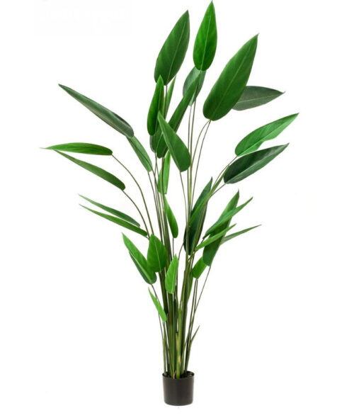 VIEM059...Heliconia Plant 220cm