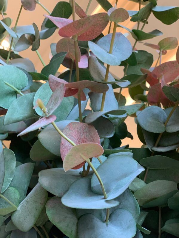 VI542.  Large Blush Eucalyptus Stem - Image 3