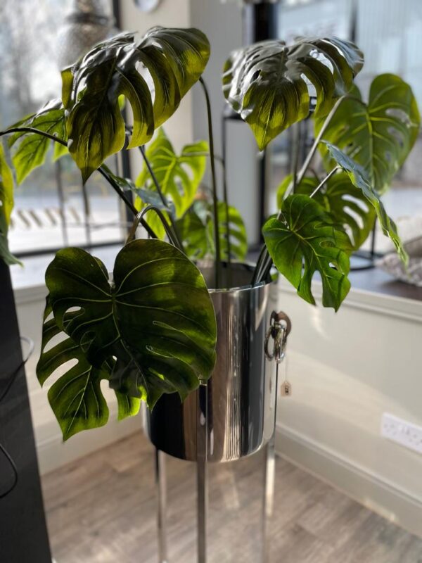 Monstera Plant - Image 2